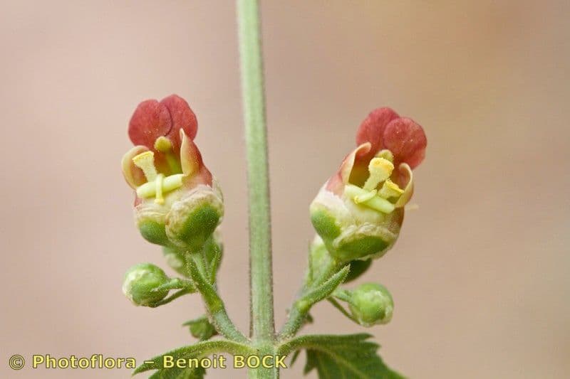 Scrofularia 5