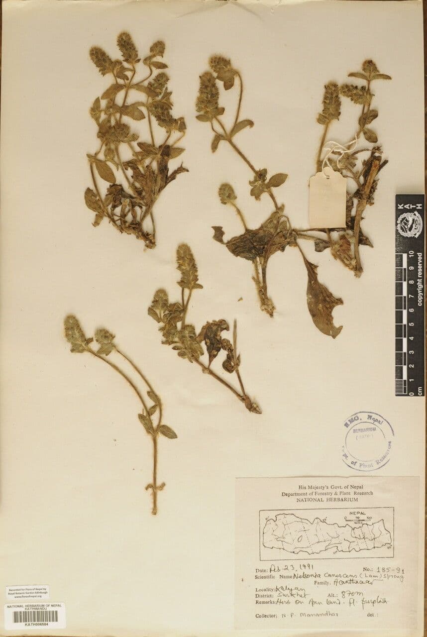 Nelsonia canescens 21