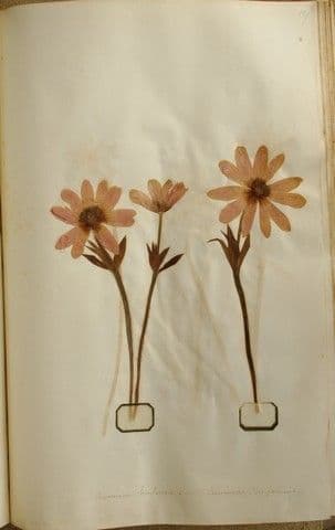 Anemone dei giardini 25