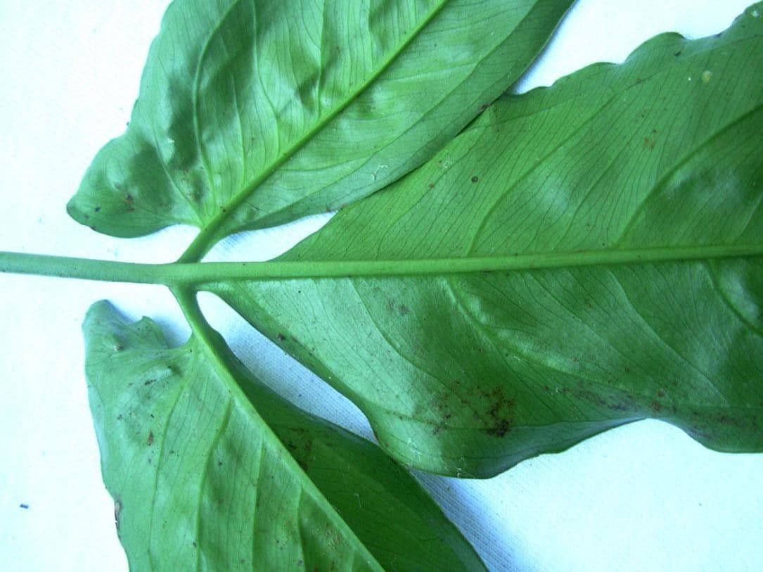 Syngonium 21
