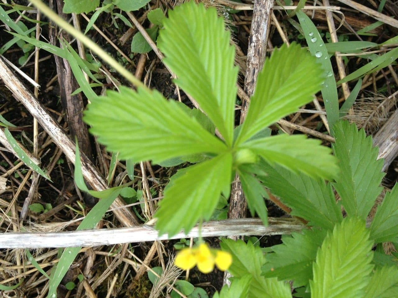 Potentilla simplex 10