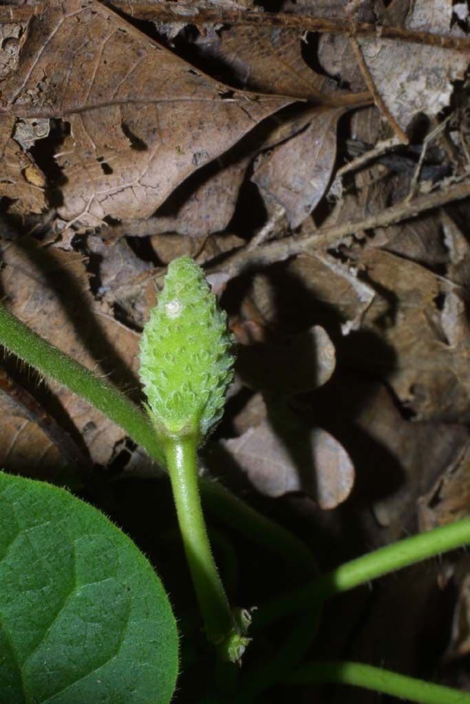 Matelea 2
