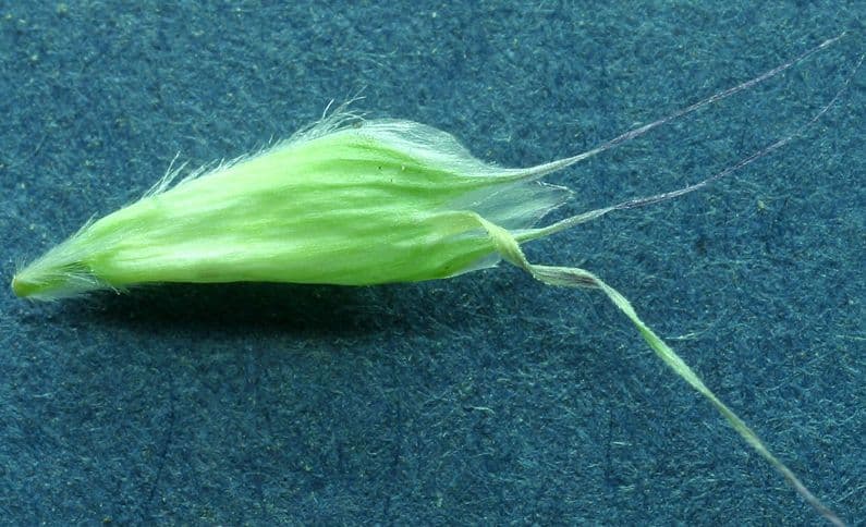 Danthonia a una spiga 2