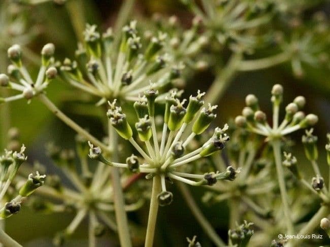 Myodocarpus