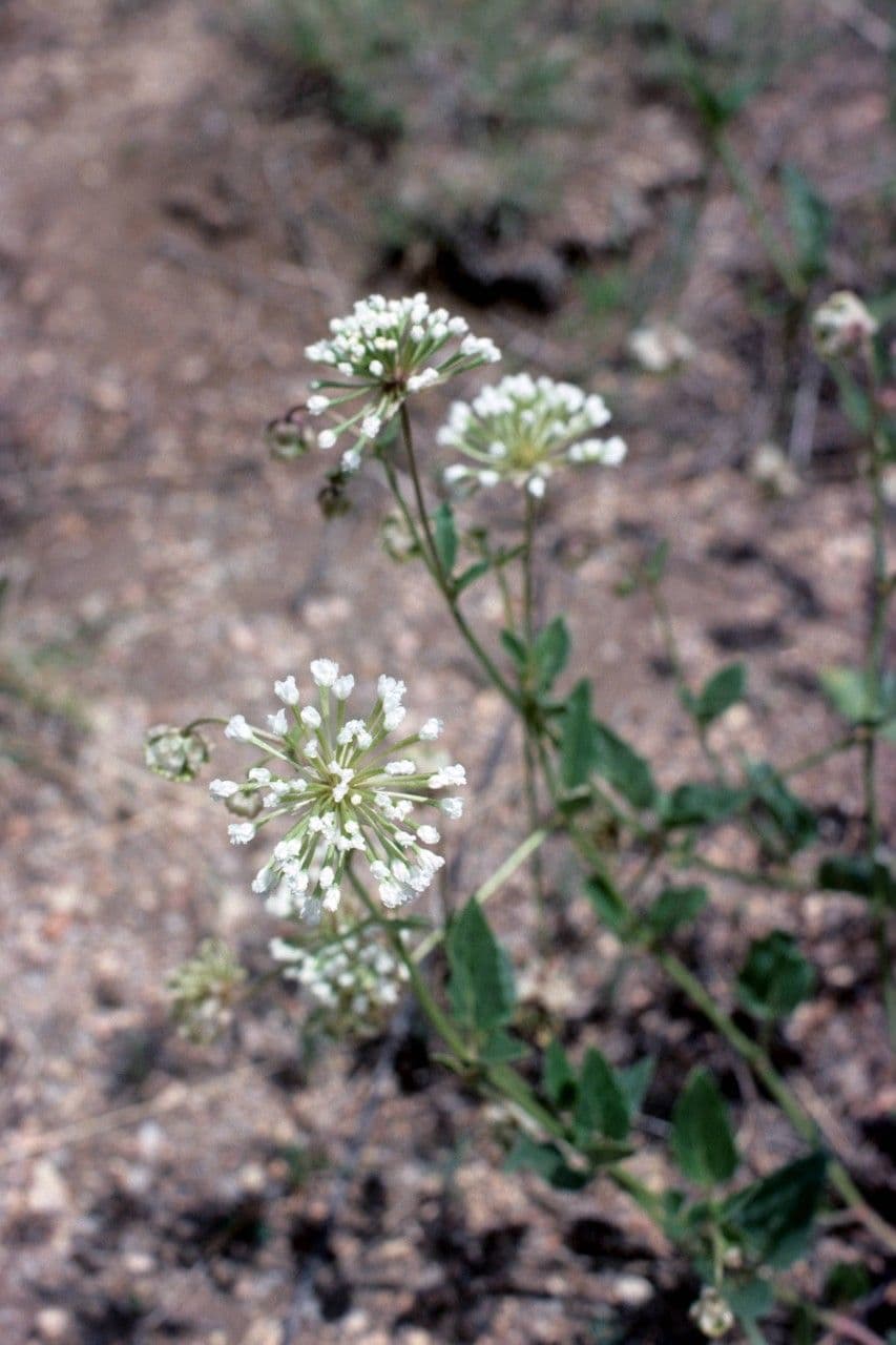 Abronia fragrante 10