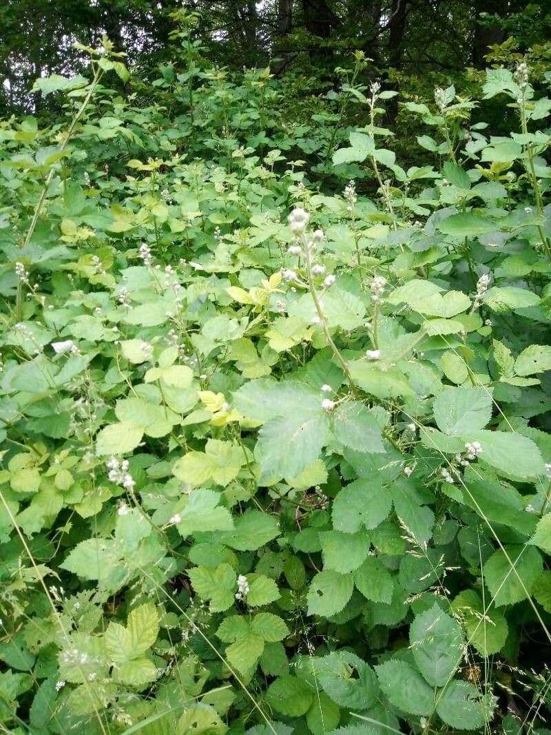 Bereifte Brombeere 13