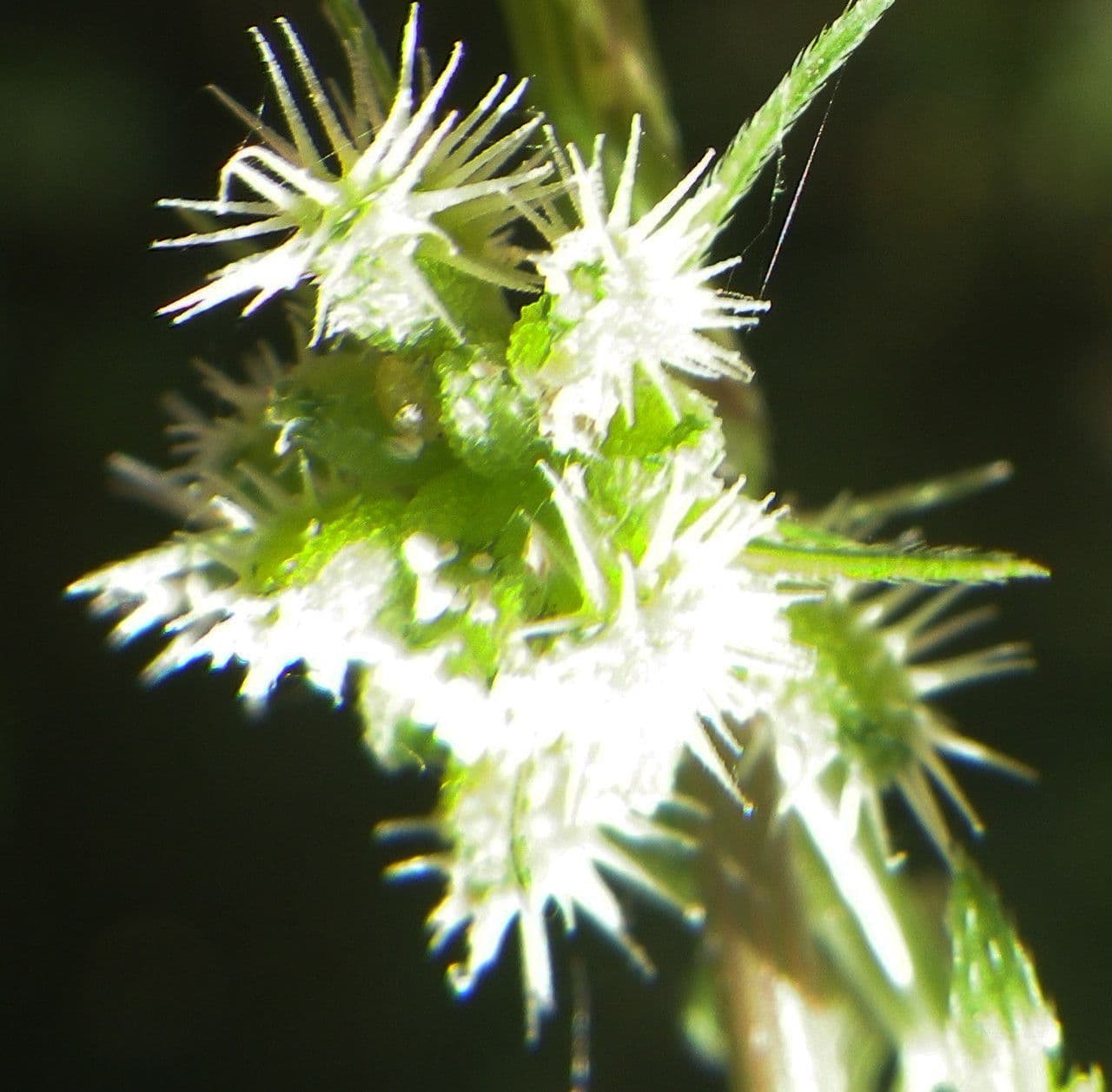 Succowia balearica 4