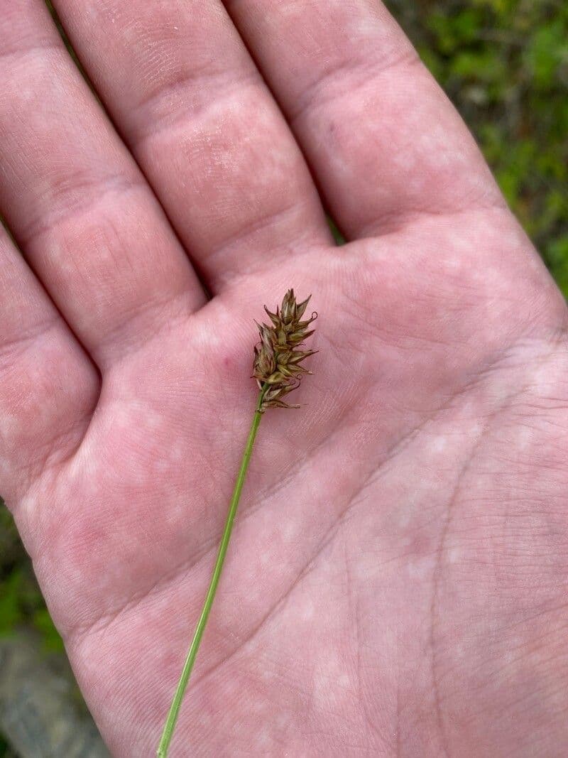 Carice dioica 7