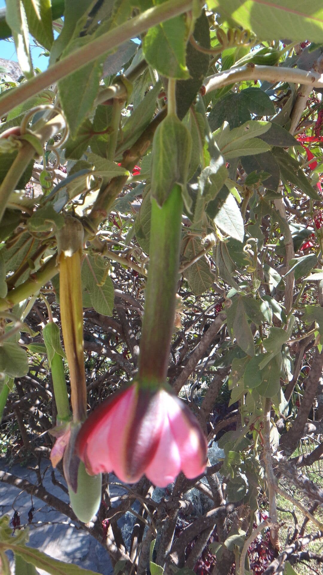 Passiflora mixta 4