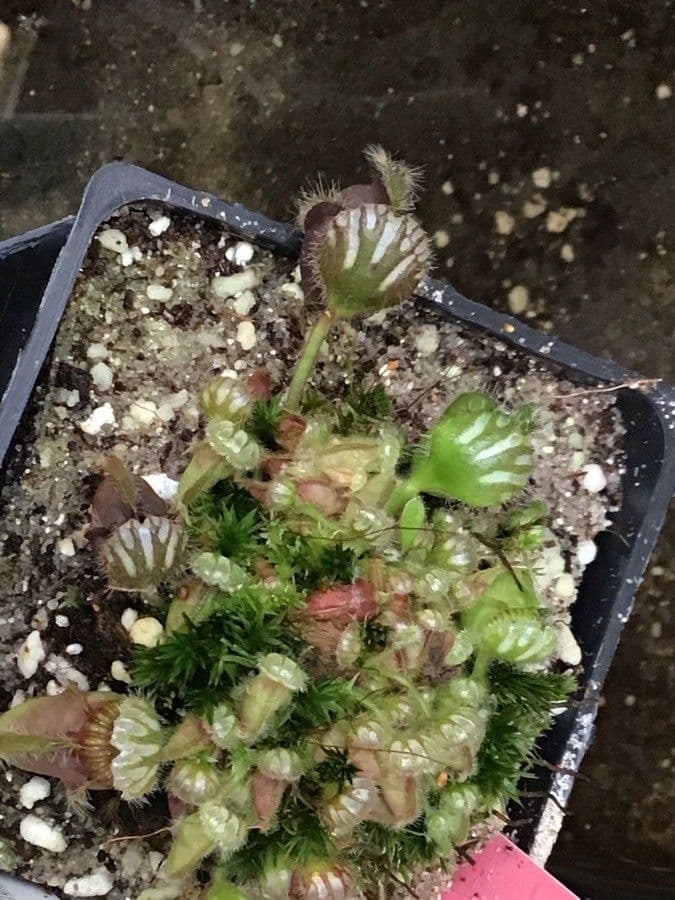 Cephalotus 9