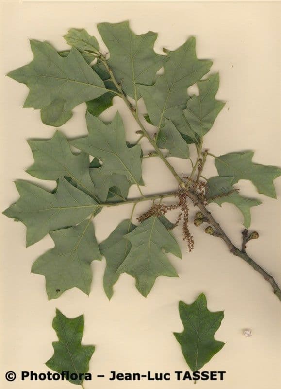 Quercia ilex 18