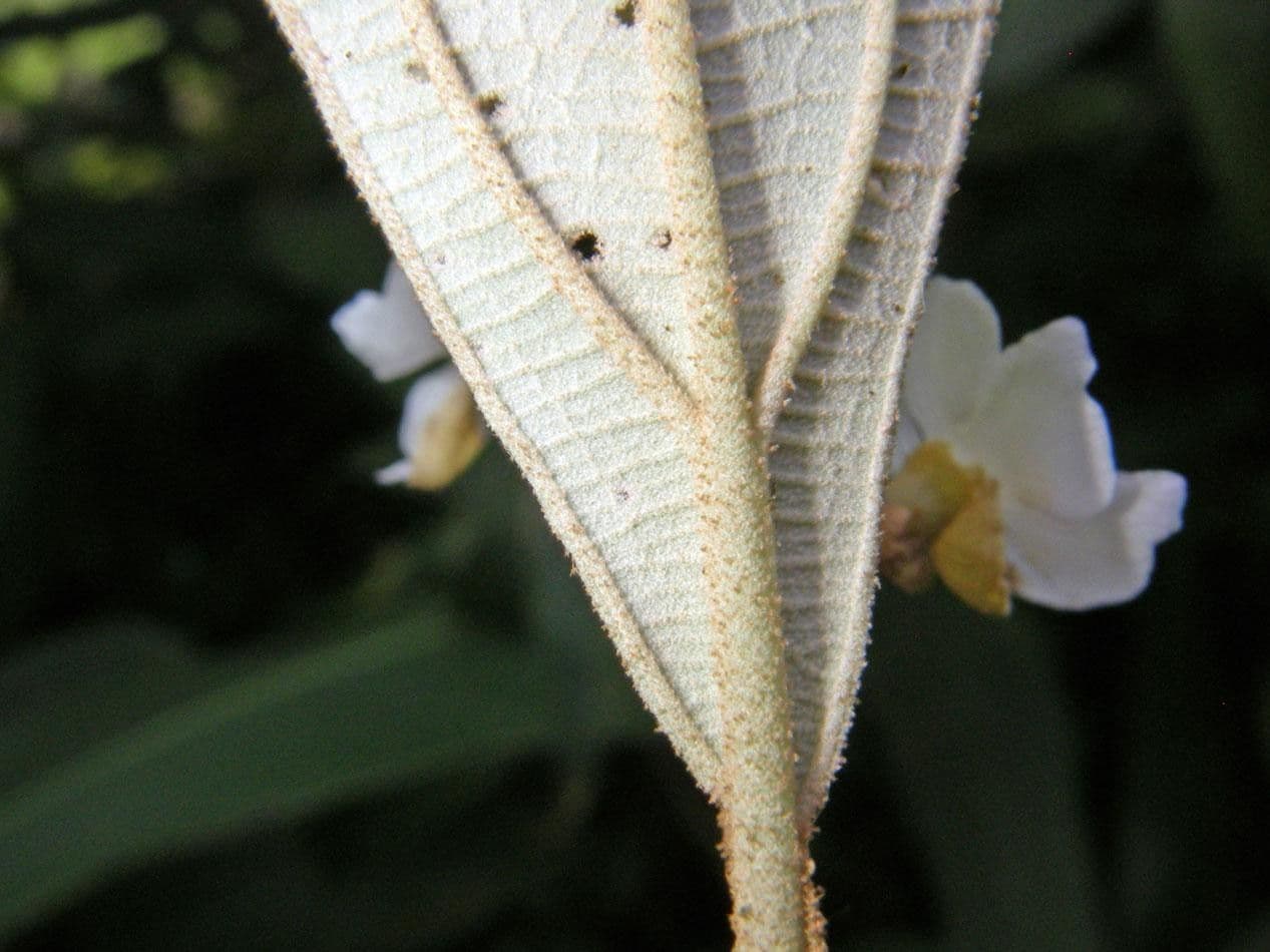 Miconia xalapská 20
