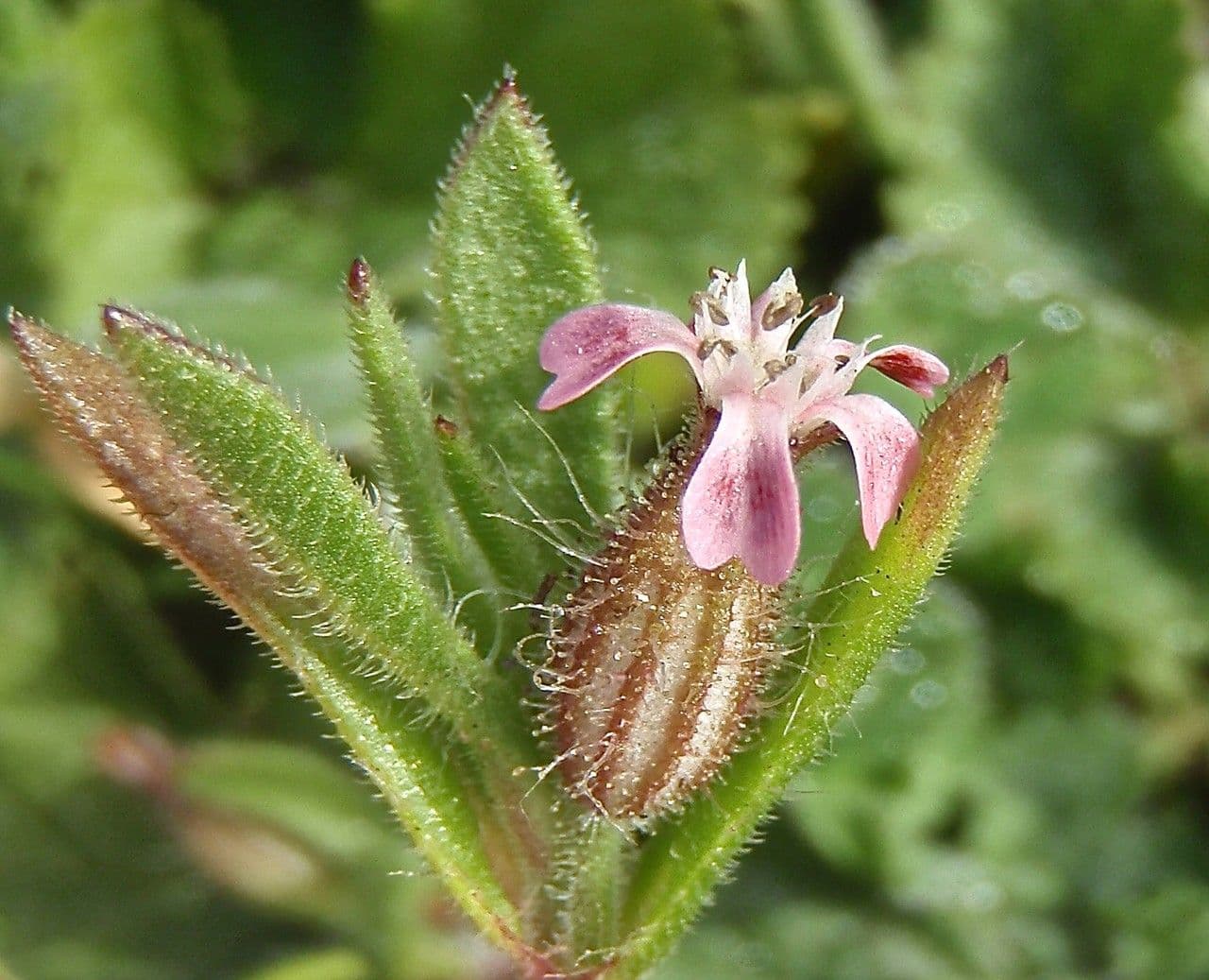 Silene gallica 6