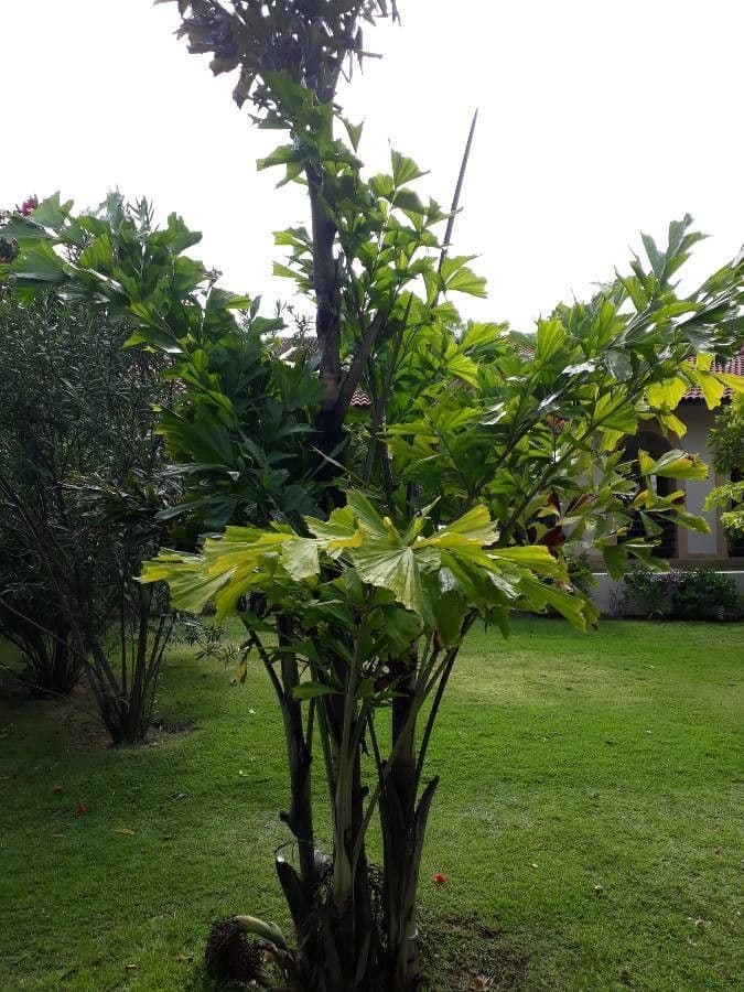 Palmier queue de poisson 11