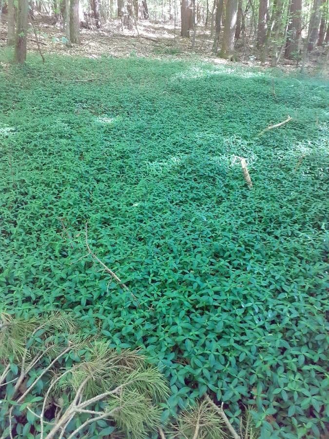 Kummerowia striata 14