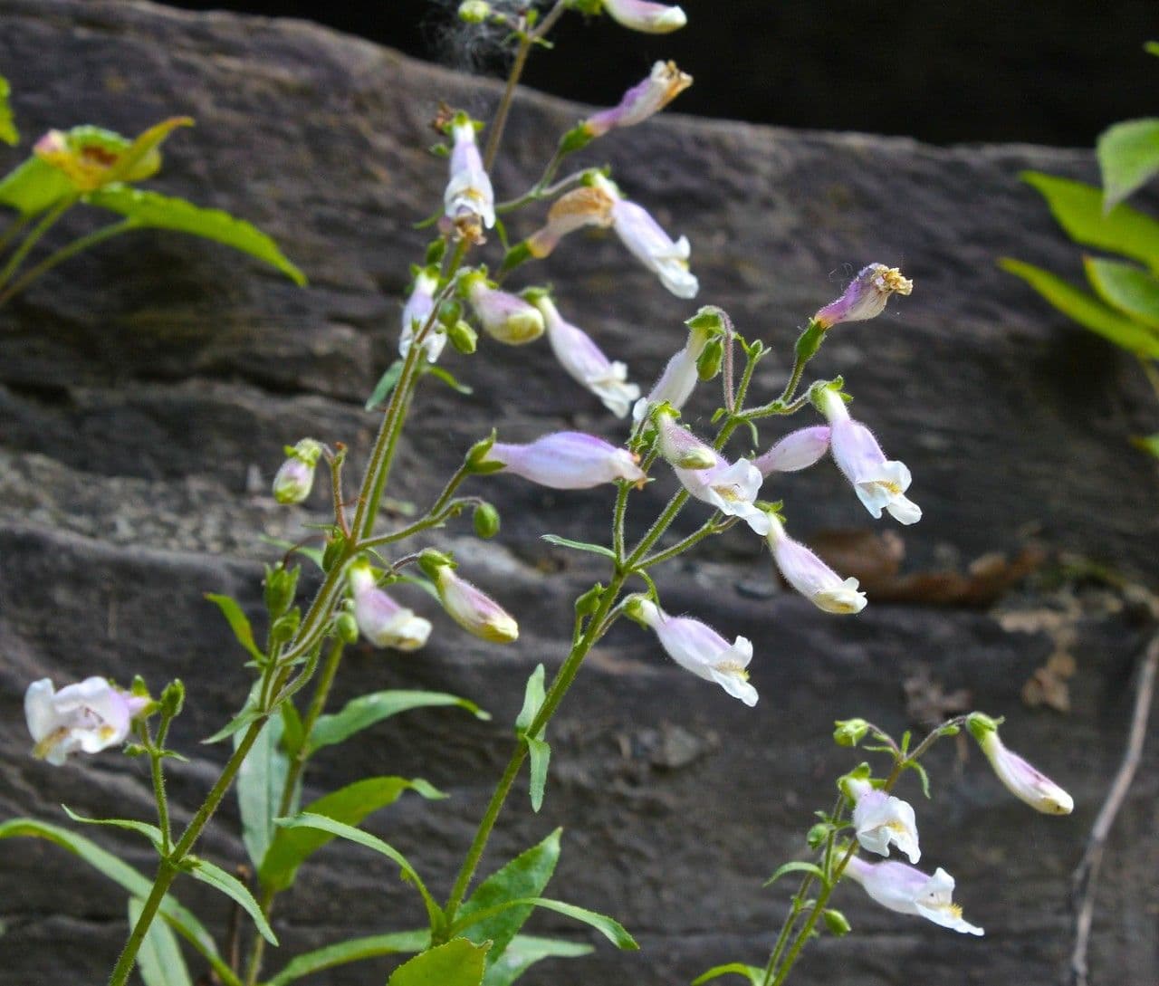 Penstemon hirsutus 7