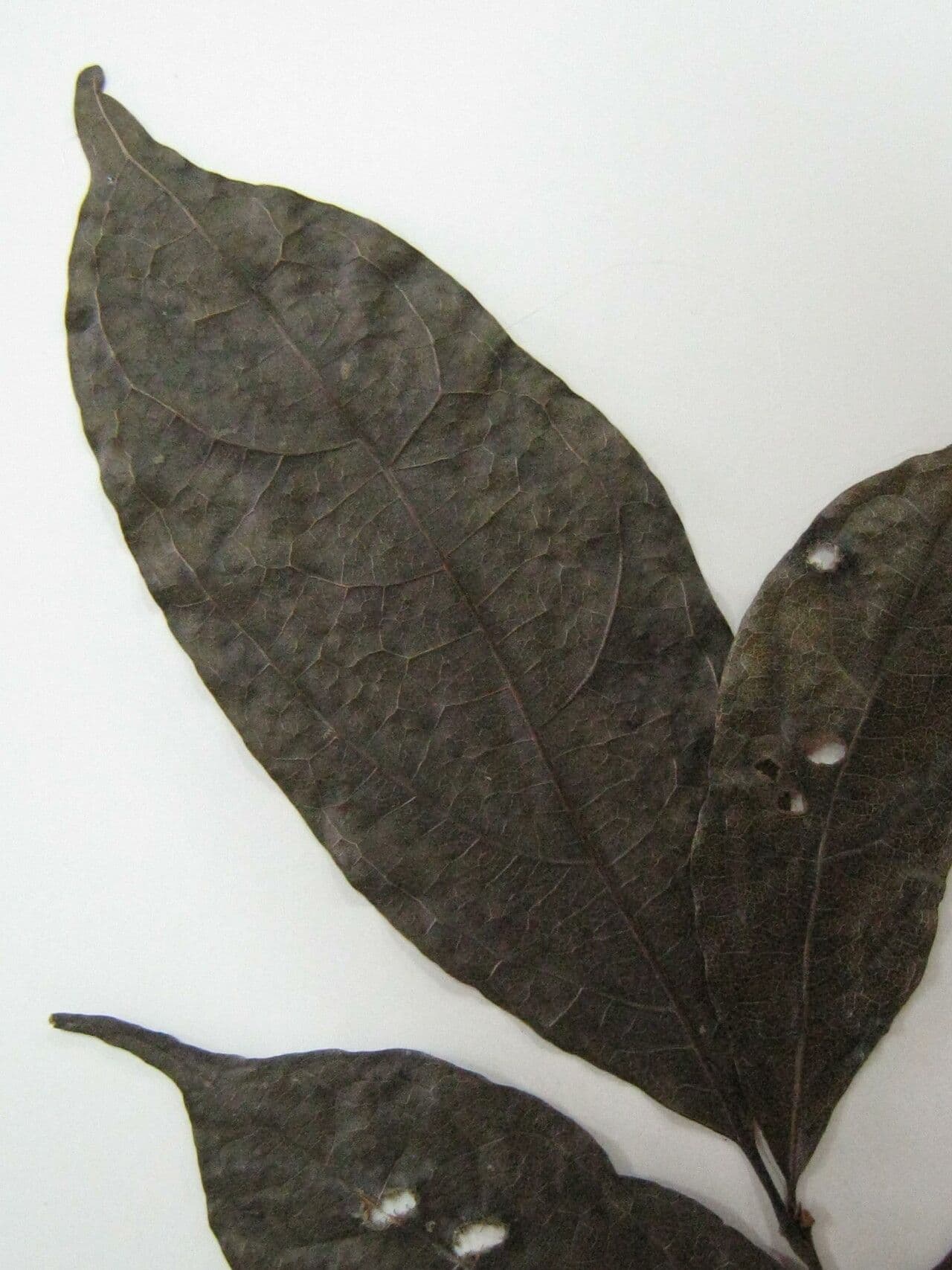 Rhodostemonodaphne 9