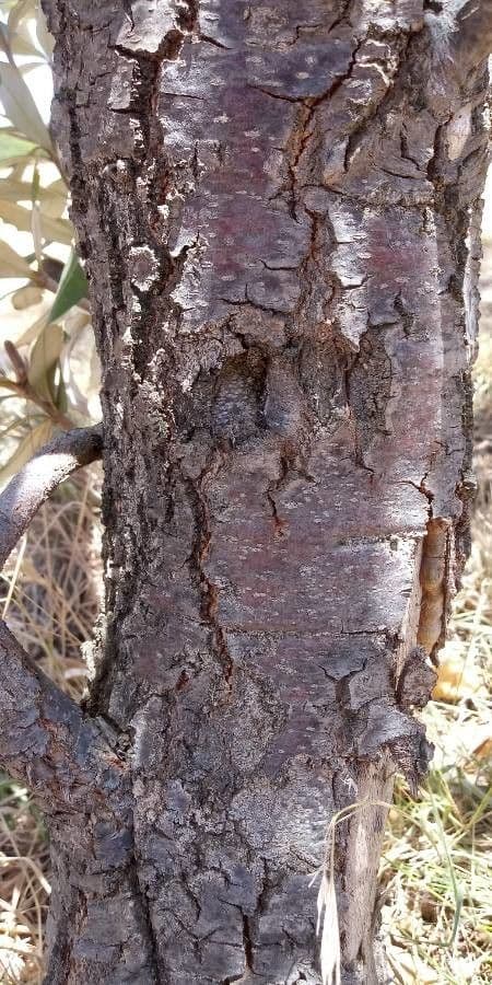 Banksia 15