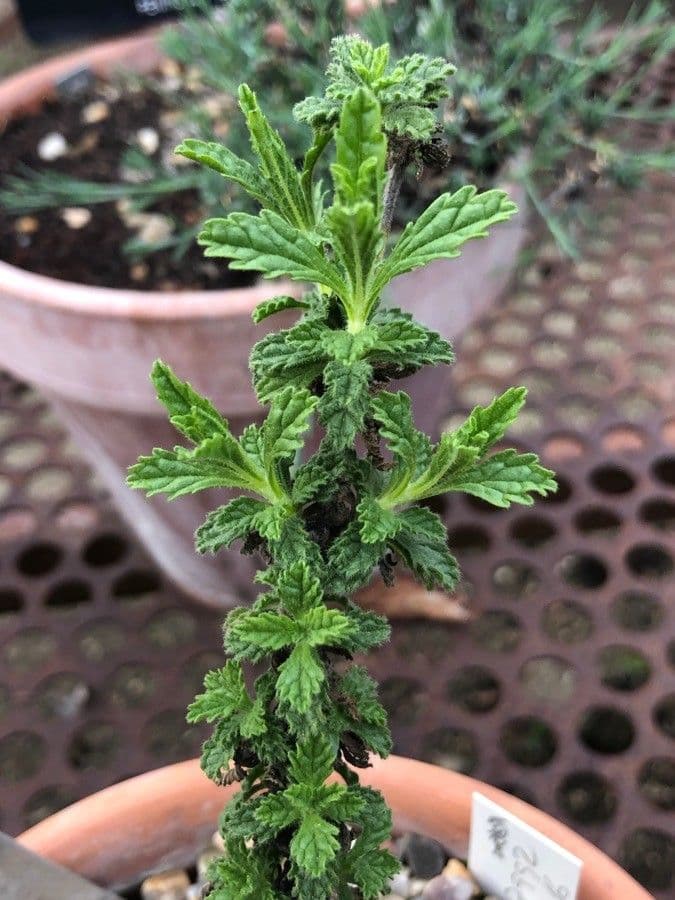 Sideritis 5