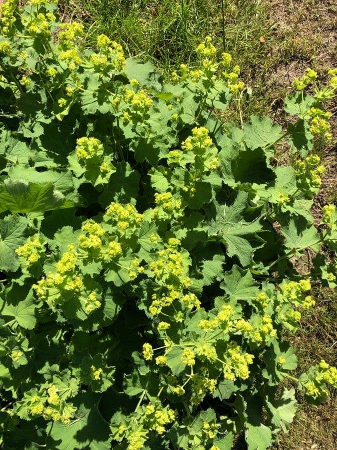 Alchemilla coriacea 12