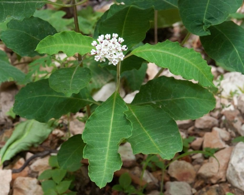 Asclepias variegata 11
