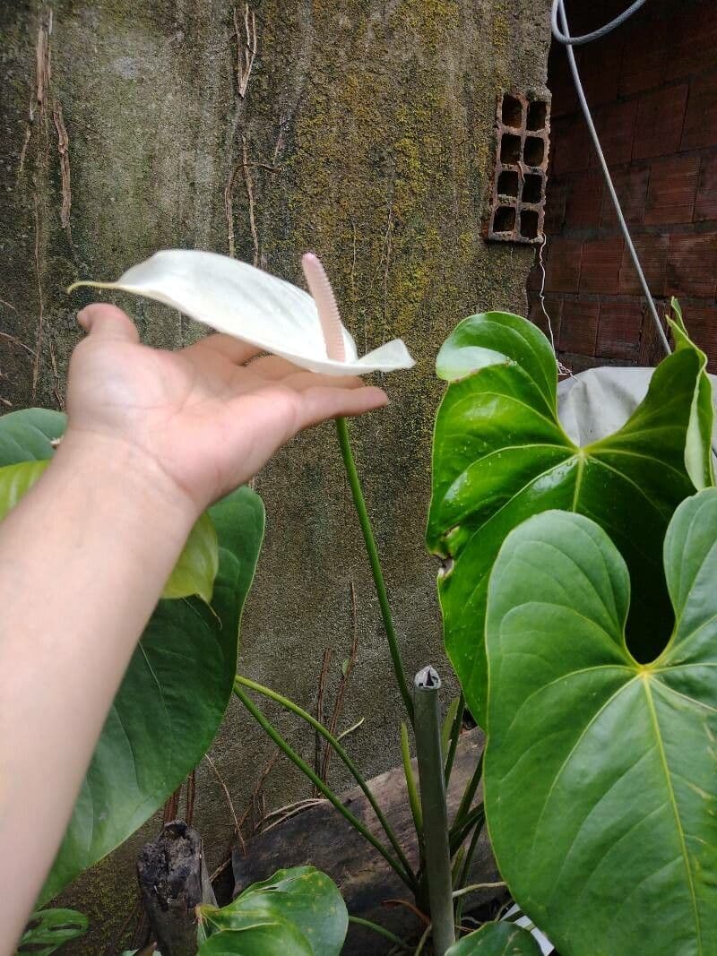 Anthurium 2
