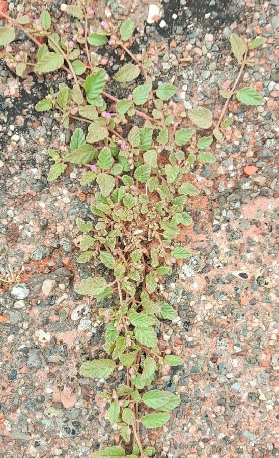 Mirabilis incarnata 10