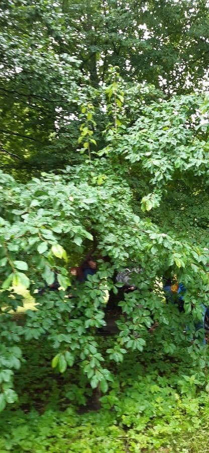 Nyssa sylvatica 14