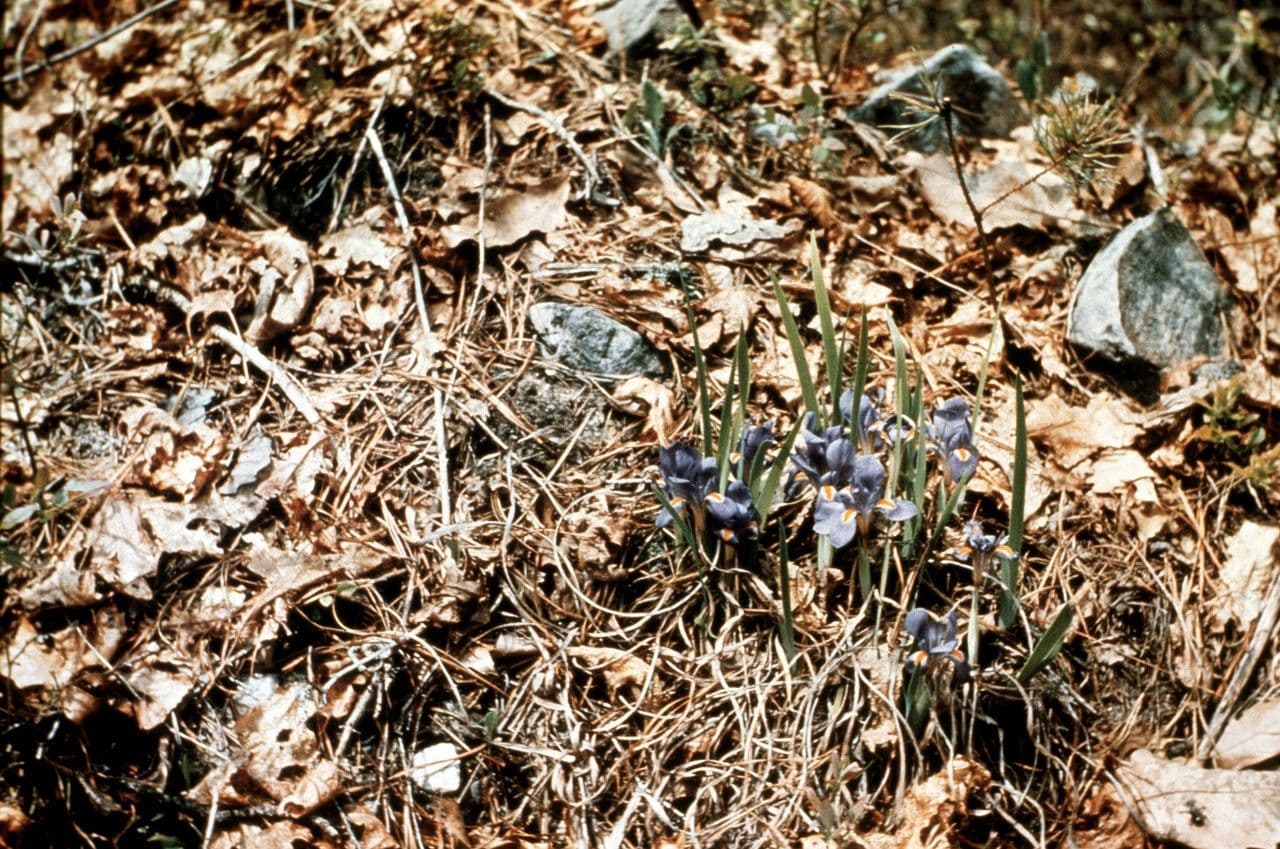 Iris verna 10