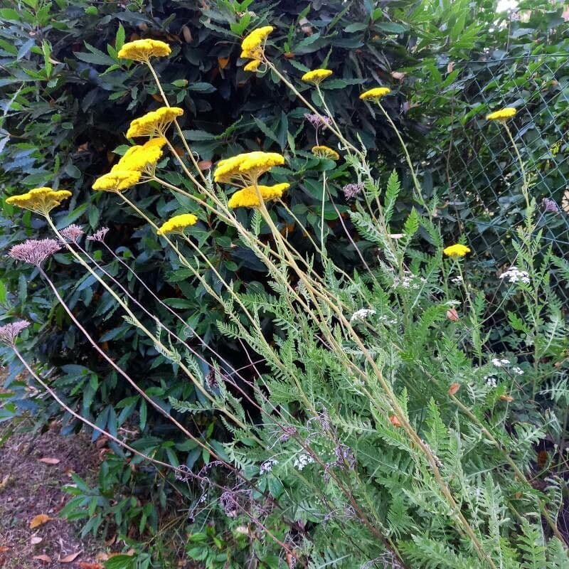 Achillea filipendula 10
