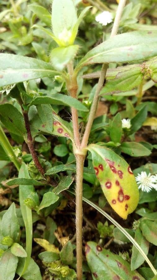 Gomphrena 17