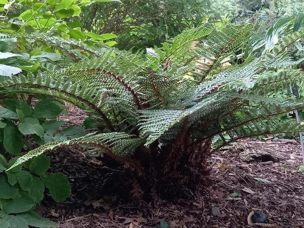 Polystichum polyblepharum 8