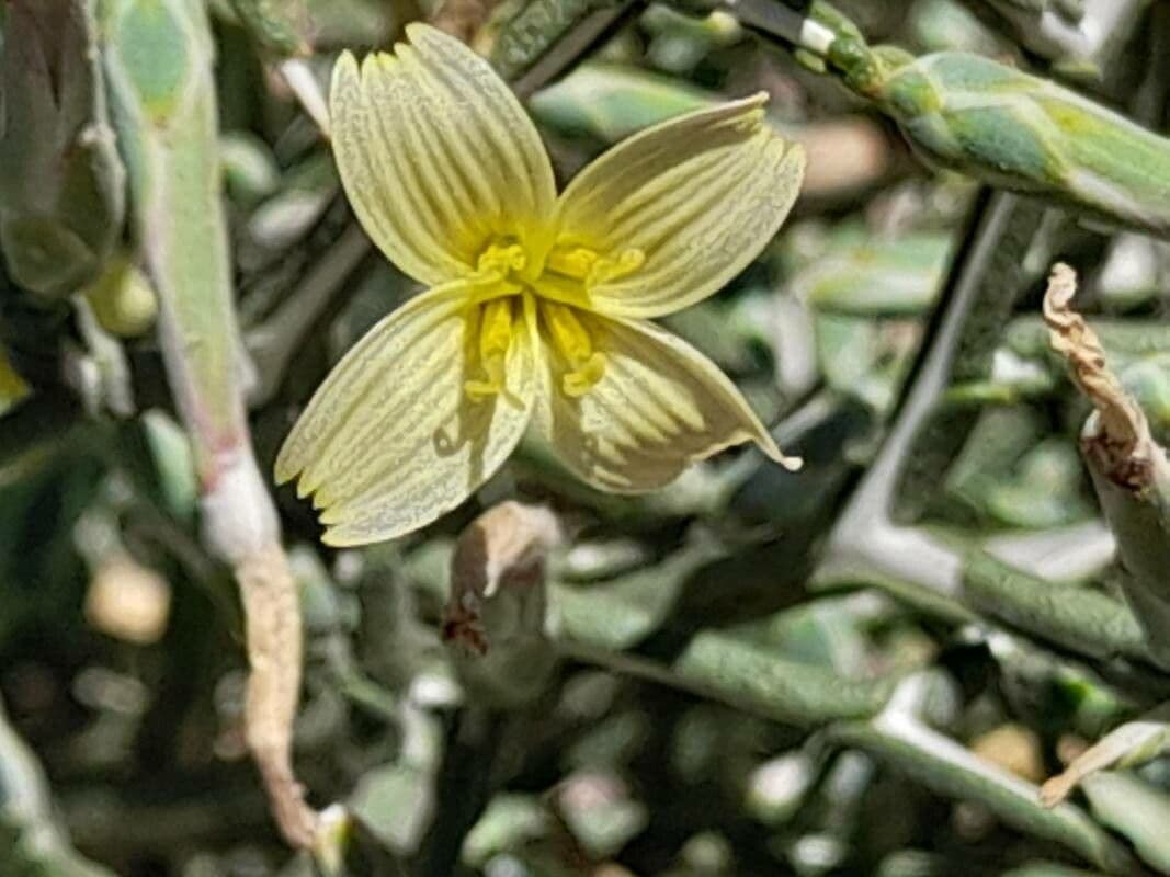 Lattuga orientale 3