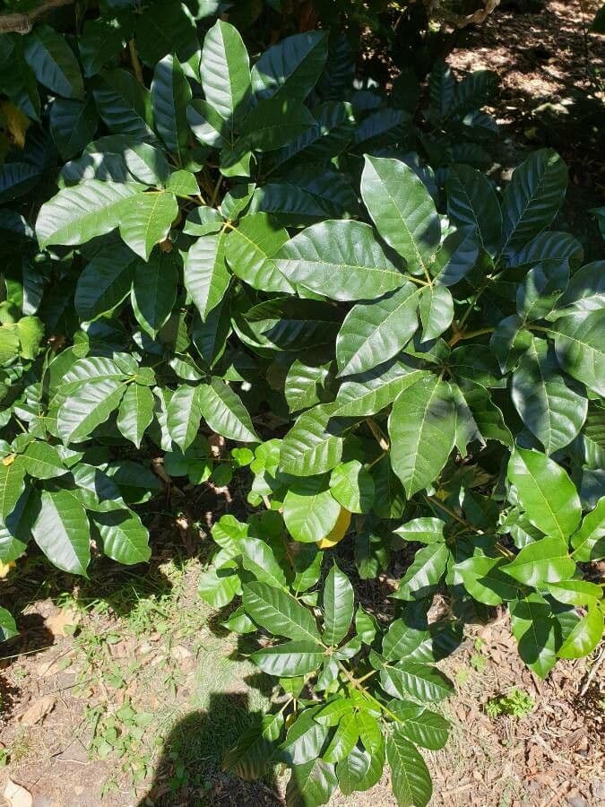 Vitex lucens 11