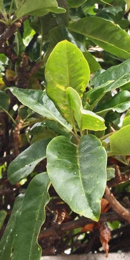 Solandra 7