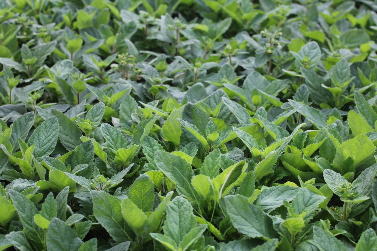 Calceolaria 9