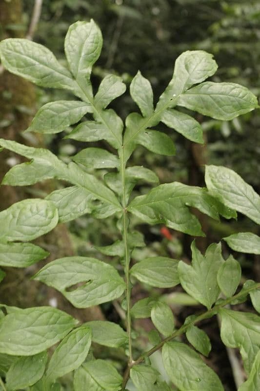 Dracontium 7