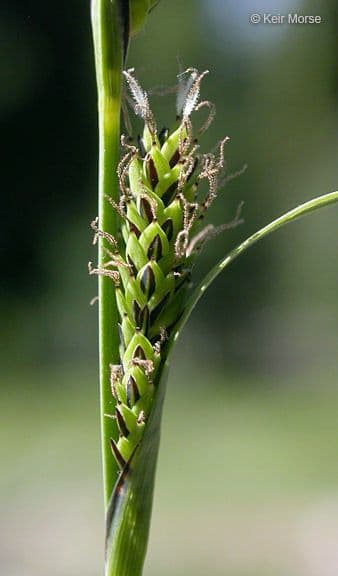 Carice acquatica 7