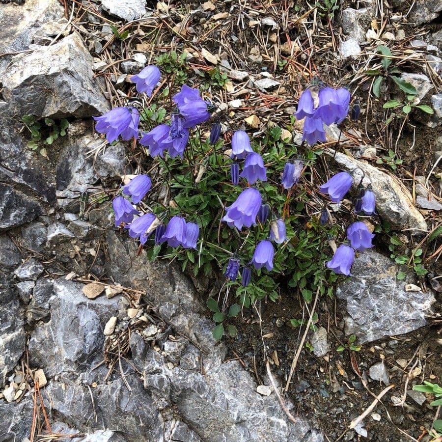 Zwerg-Glockenblume 14