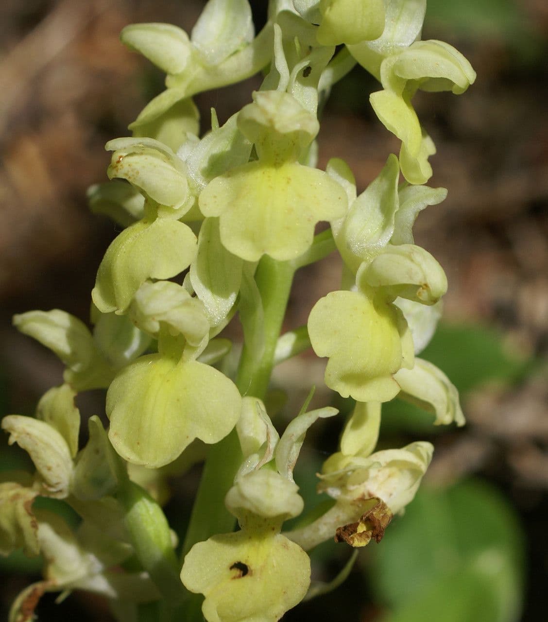 Orchide pallida 6
