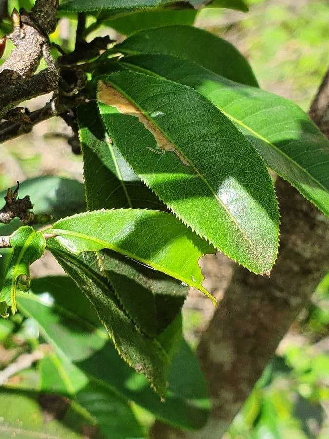 Ochna 4