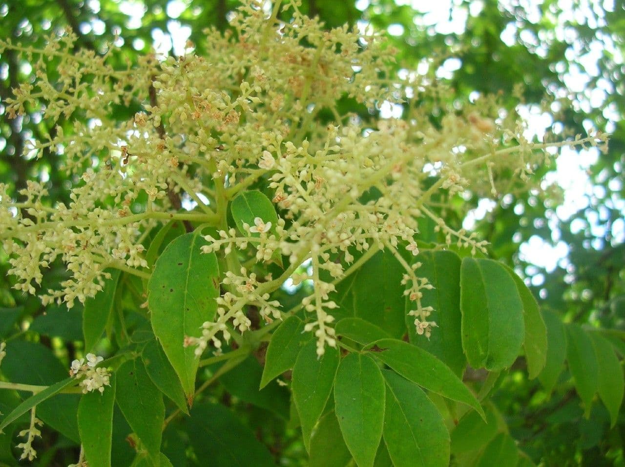 Meliosma pinnata