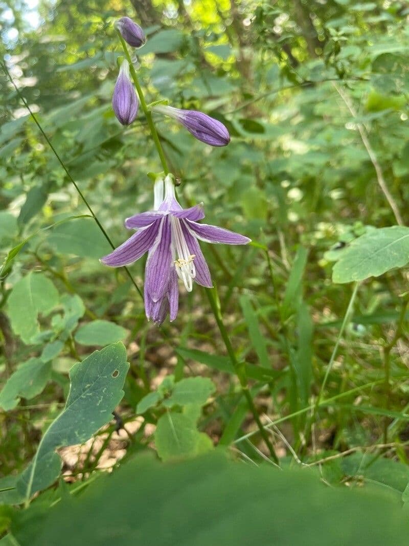 Hosta Siebolda 3