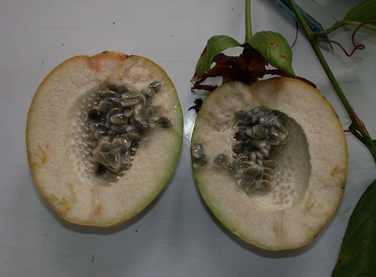 Passiflora lucida 7