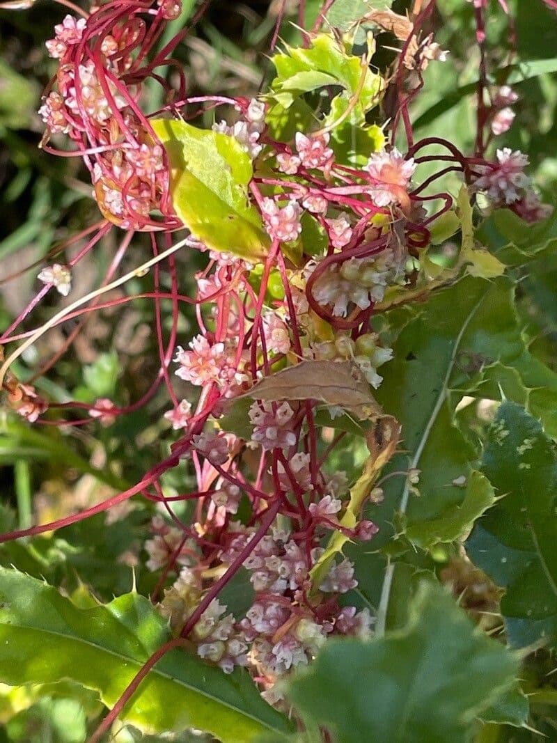 Cuscuta 17