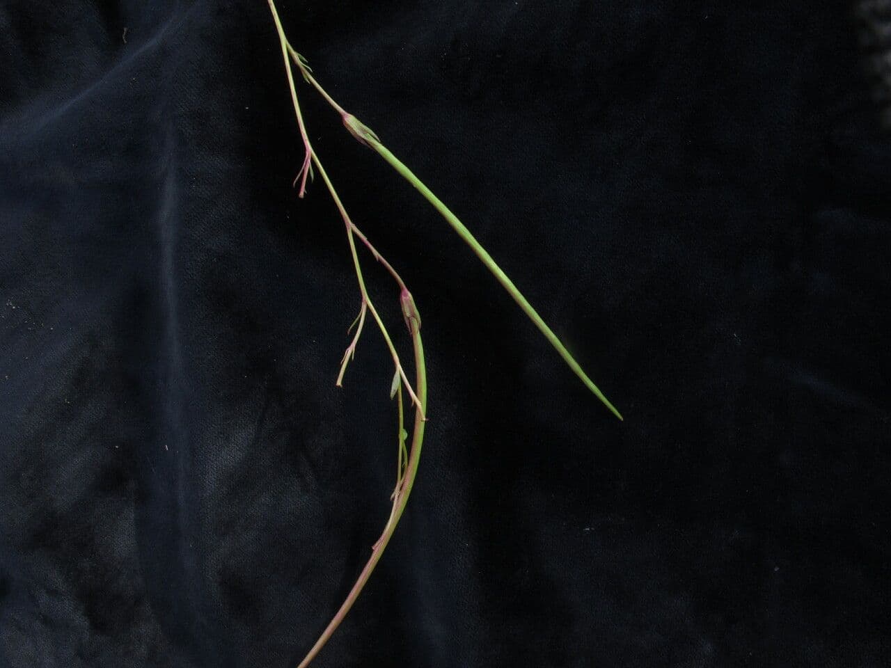 Incarvillea 5