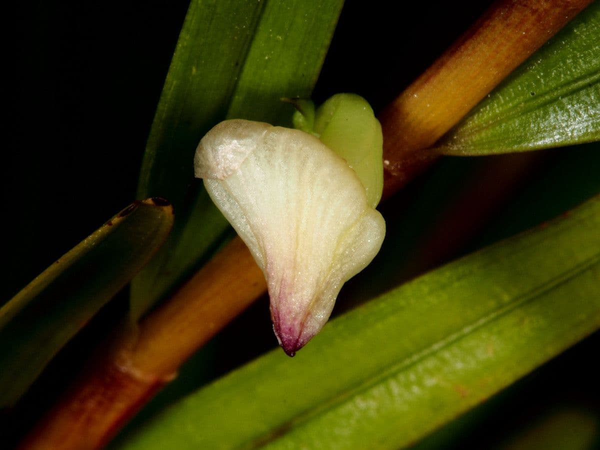 Dendrobio unicarinato 7