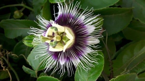 Eßbare Passionsblume 8