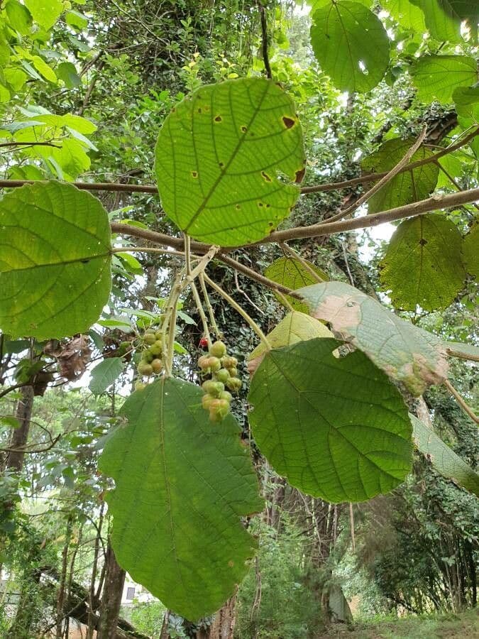 Alchornéa cuorifolia 3