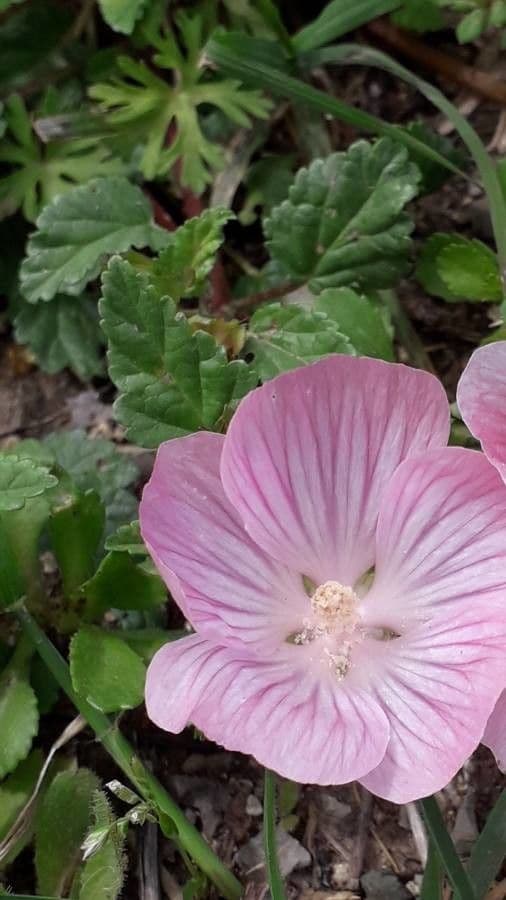Malope malacoides 12